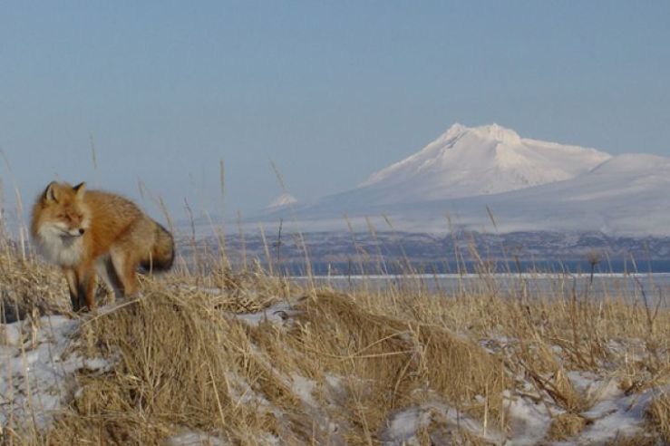 A red fox stands in tall, golden grasses amid snow.  In the distance, a snowy peak crowns the horizon.