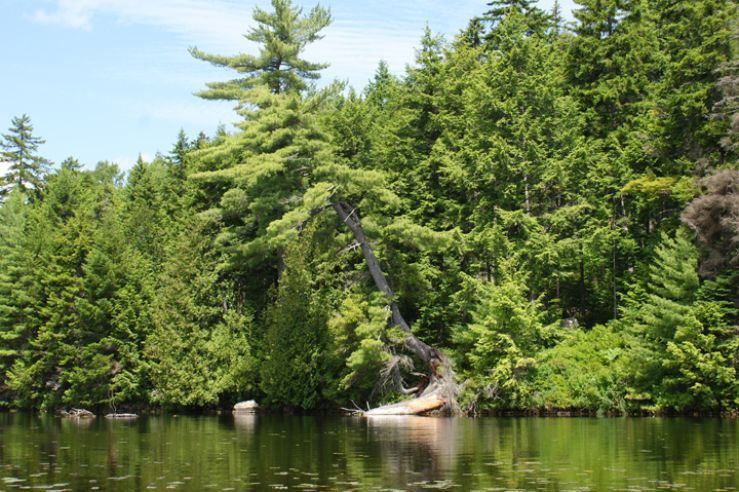 Tall, lush green trees surround a rippled lake.