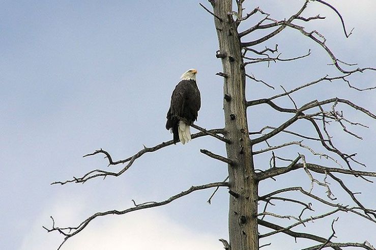 A bald eagle perches on the limb of a snag.